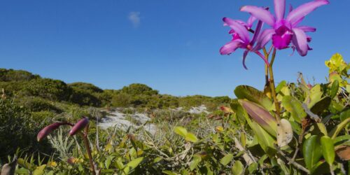 Inpe confirma redução de desmatamento na maioria dos biomas em 2024