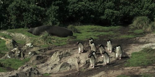 Série documental Criaturas do Grande Azul estreia na TV Brasil