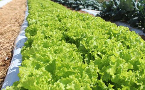 Embrapa inaugura Unidade Mista de Pesquisa e Inovação em Mato Grosso