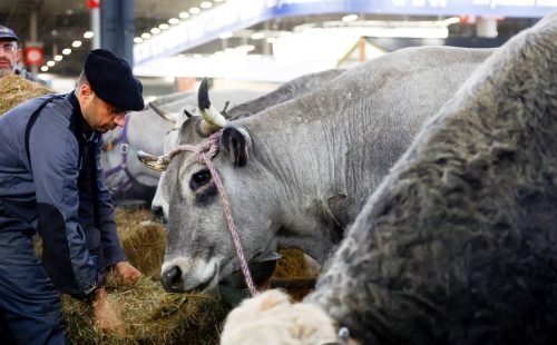 França registra 1º caso humano do vírus Shamonda que afeta animais