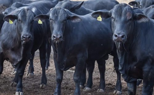 CMN reduz juros de financiamentos a cooperativas rurais pelo Pronaf