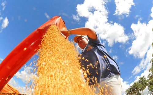 Brasil deve ter nova safra recorde de grãos em 2025/26, diz Conab