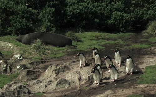 Série documental Criaturas do Grande Azul estreia na TV Brasil