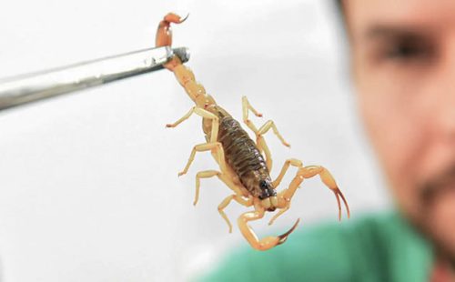 Crianças são mais vulneráveis a envenenamento por picada de escorpião