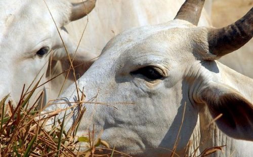 Carne brasileira passa a pagar tarifa de 67% para entrar na China