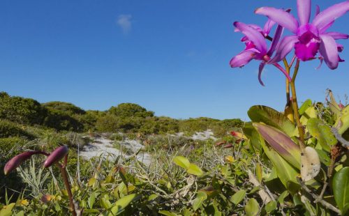 Inpe confirma redução de desmatamento na maioria dos biomas em 2024