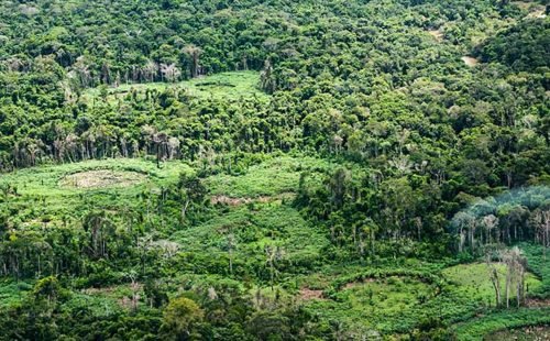 Plataforma pan-amazônica reúne 232 políticas públicas para bioeconomia