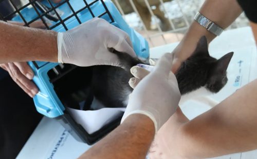 Conselho de Veterinária alerta para doença que afeta gatos