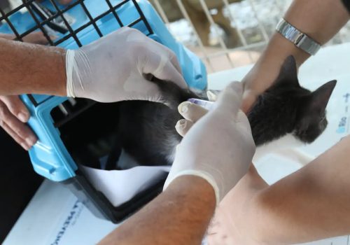 Conselho de Veterinária alerta para doença que afeta gatos