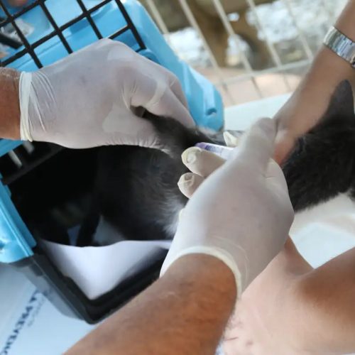 Conselho de Veterinária alerta para doença que afeta gatos